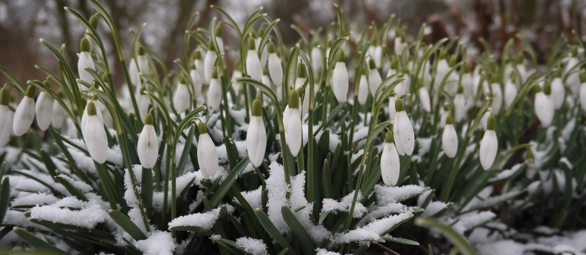 Afbeelding van sneeuwklokjes